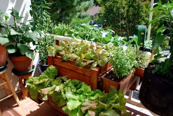 Edible flowers and plants in garden design - 9 Tips