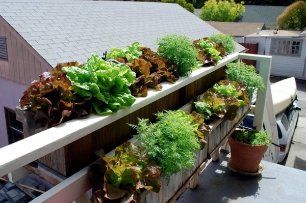 Edible flowers and plants in garden design - 9 Tips