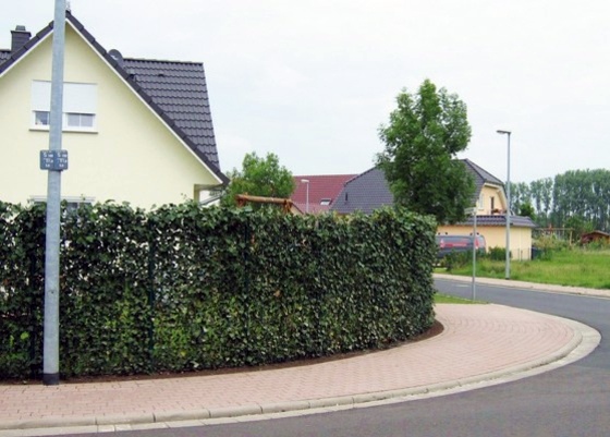 Hedge plants - stylish living fence