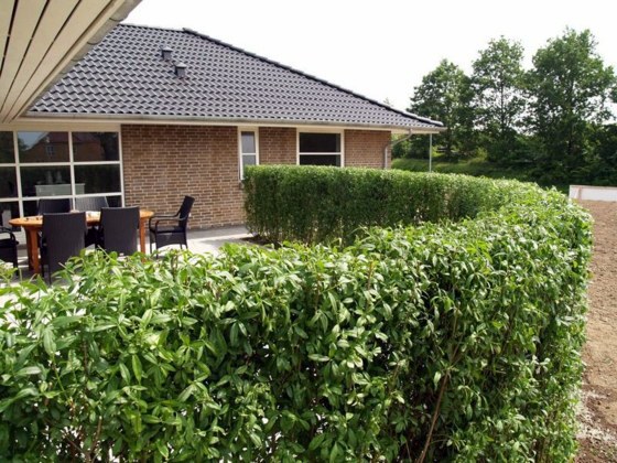 Hedge Plants Stylish Living Fence Interior Design Ideas Avso Org