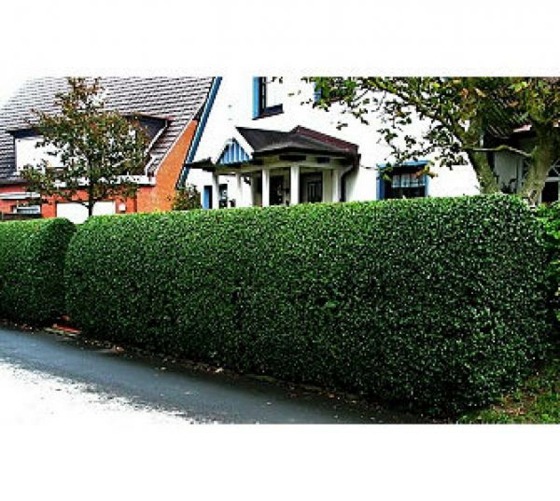 Hedge plants - stylish living fence