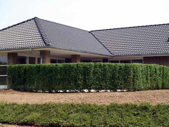 Hedge plants - stylish living fence Hedge plants - stylish living fence