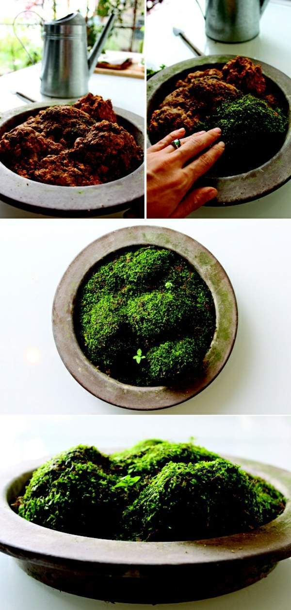 Garden ideas in autumn - bring your potted plants indoors!