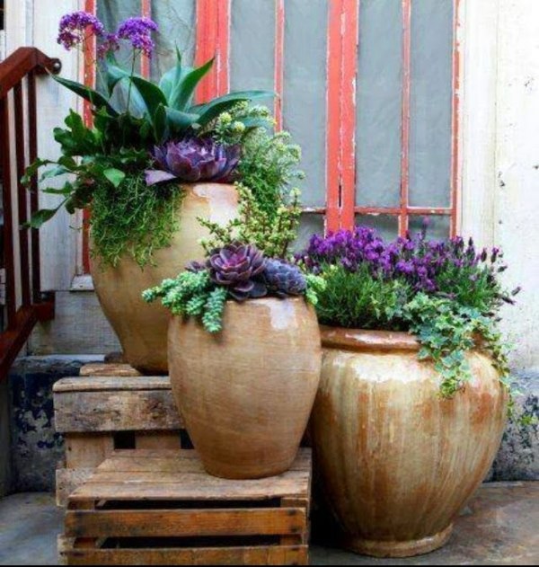 Garden ideas in autumn - bring your potted plants indoors!