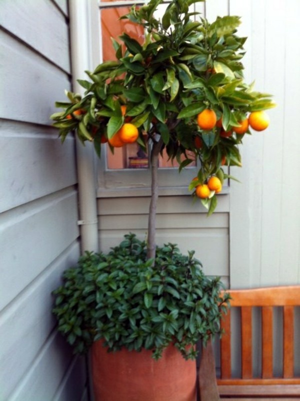 Garden ideas in autumn - bring your potted plants indoors!