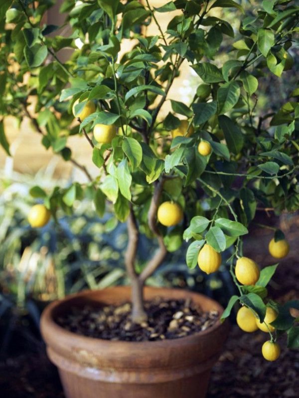 Garden ideas in autumn - bring your potted plants indoors!