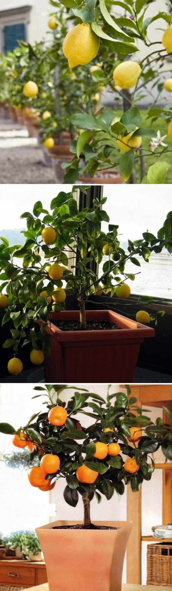 Garden ideas in autumn - bring your potted plants indoors!