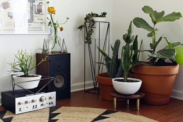 Garden ideas in autumn - bring your potted plants indoors!