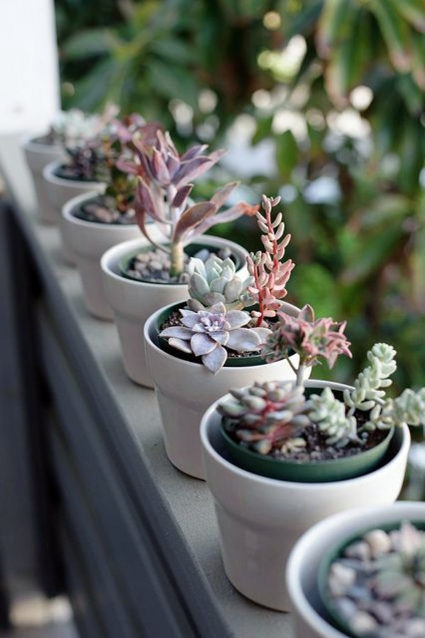 Garden ideas in autumn - bring your potted plants indoors!