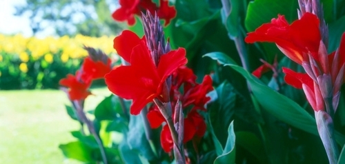 Enjoy the beautiful scenery on the State Garden Show in Australia