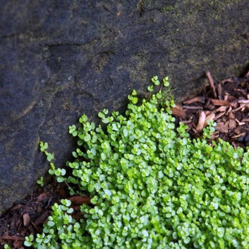 The Houseplant bob creates green accents at home
