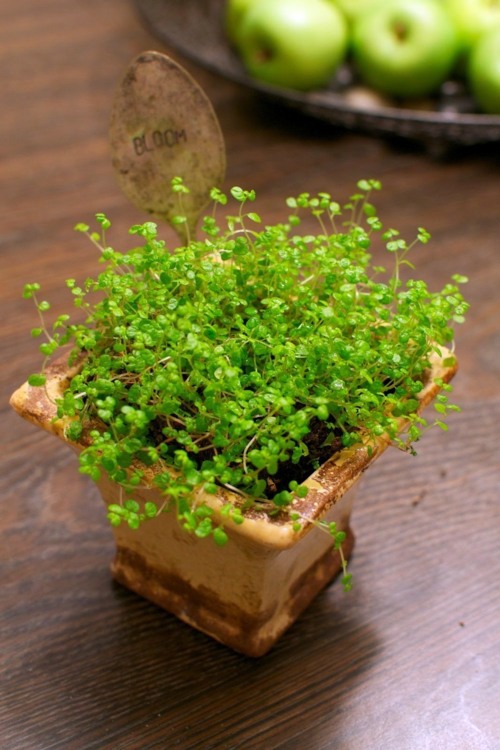 The Houseplant bob creates green accents at home