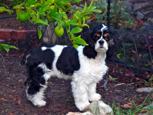 Dogs love to play outdoors - is your garden dog needs? Dogs love to play outdoors - is your garden dog needs?