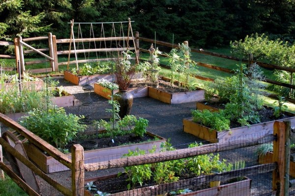 Dogs love to play outdoors - is your garden dog needs? Dogs love to play outdoors - is your garden dog needs?
