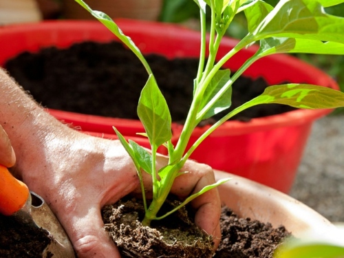 Plant seeds directly in the garden - suitable seed varieties Plant seeds directly in the garden - suitable seed varieties