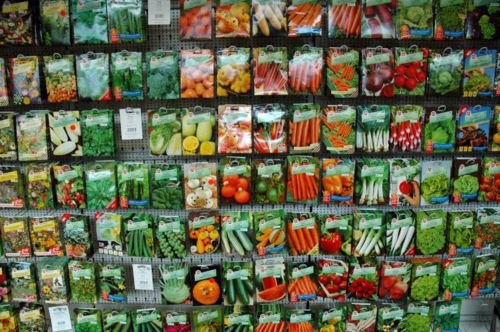 Plant seeds directly in the garden - suitable seed varieties Plant seeds directly in the garden - suitable seed varieties