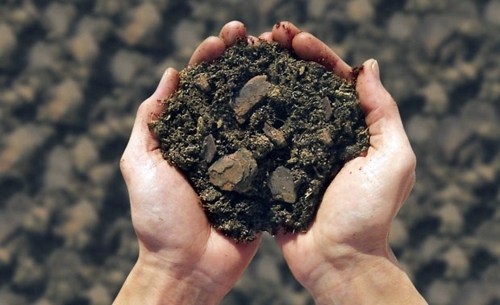 Plant seeds directly in the garden - suitable seed varieties Plant seeds directly in the garden - suitable seed varieties
