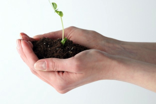 Plant seeds directly in the garden - suitable seed varieties Plant seeds directly in the garden - suitable seed varieties