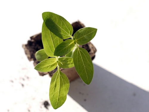 Plant seeds directly in the garden - suitable seed varieties Plant seeds directly in the garden - suitable seed varieties