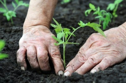Plant seeds directly in the garden - suitable seed varieties Plant seeds directly in the garden - suitable seed varieties