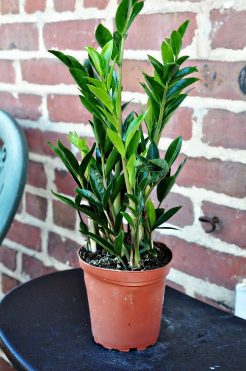 Do you know a decorative plant showing long endurance and a forgiving heart has