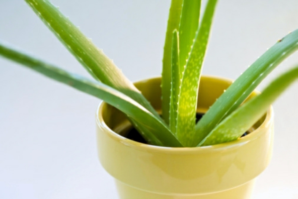 Green house plants - flowering, easy care potted plants