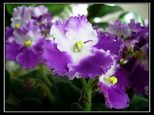 Green house plants - flowering, easy care potted plants Green house plants - flowering, easy care potted plants
