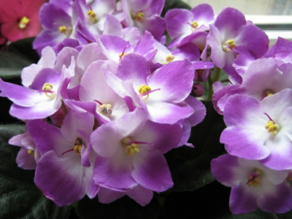 Green house plants - flowering, easy care potted plants