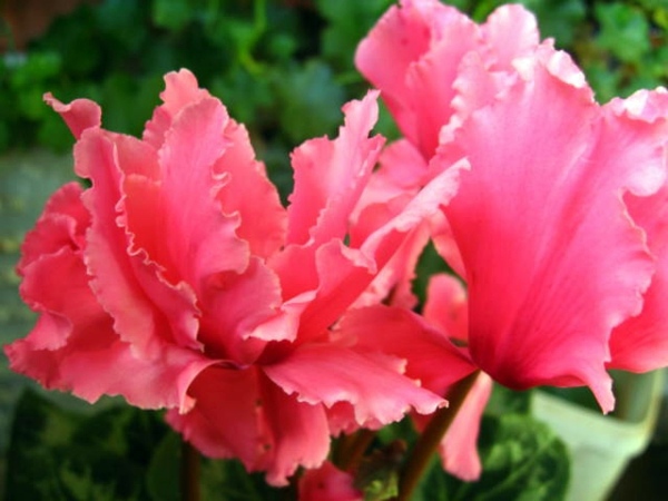 Green house plants - flowering, easy care potted plants Green house plants - flowering, easy care potted plants