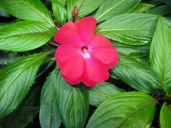 Green house plants - flowering, easy care potted plants