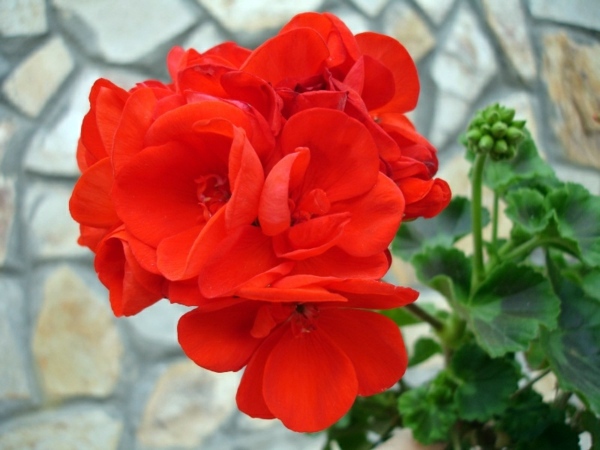 Green house plants - flowering, easy care potted plants