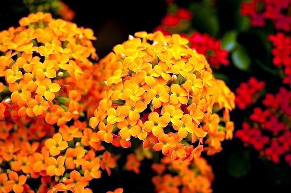 Houseplants that need little light