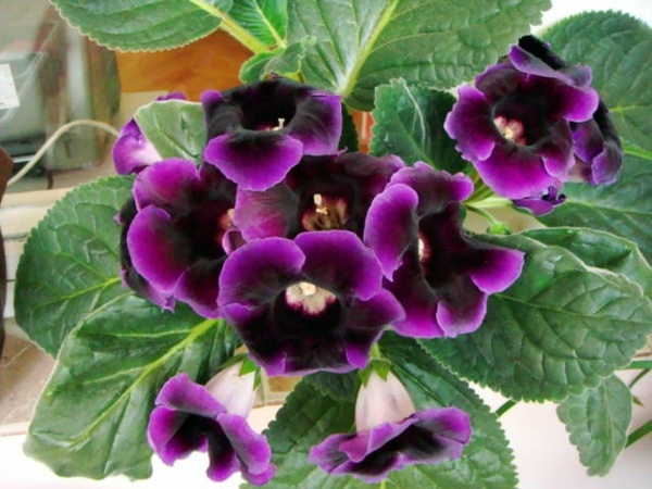Houseplants that need little light