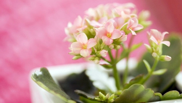 Houseplants that need little light