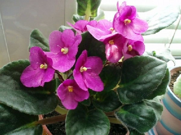 Houseplants that need little light