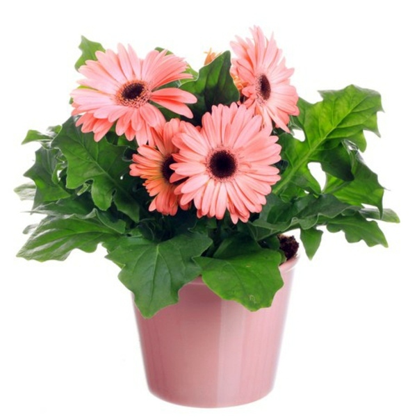 Houseplants that need little light