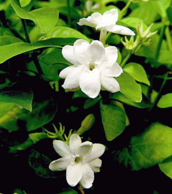 Houseplants that need little light