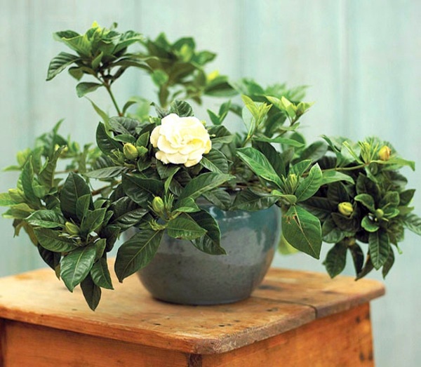 Houseplants that need little light
