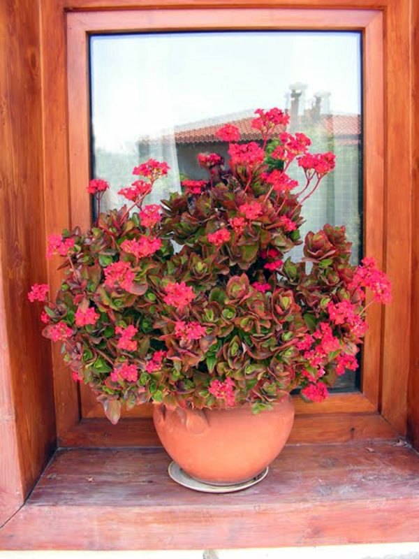 Houseplants that need little light
