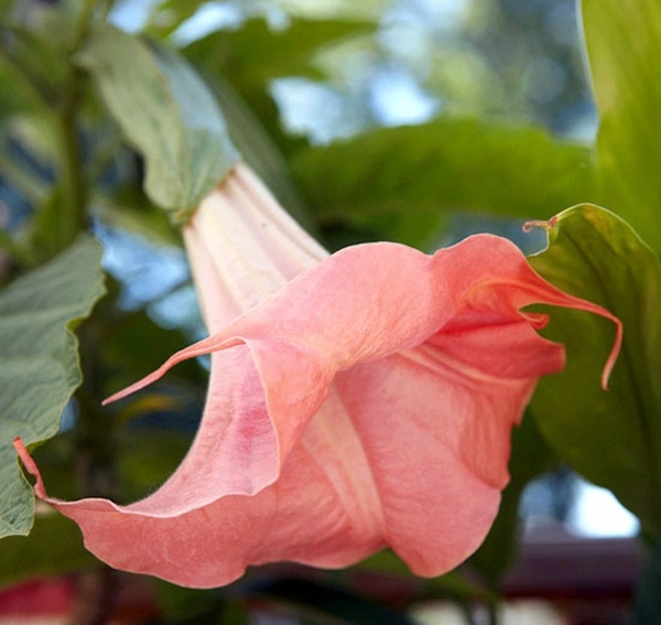 Houseplants that need little light