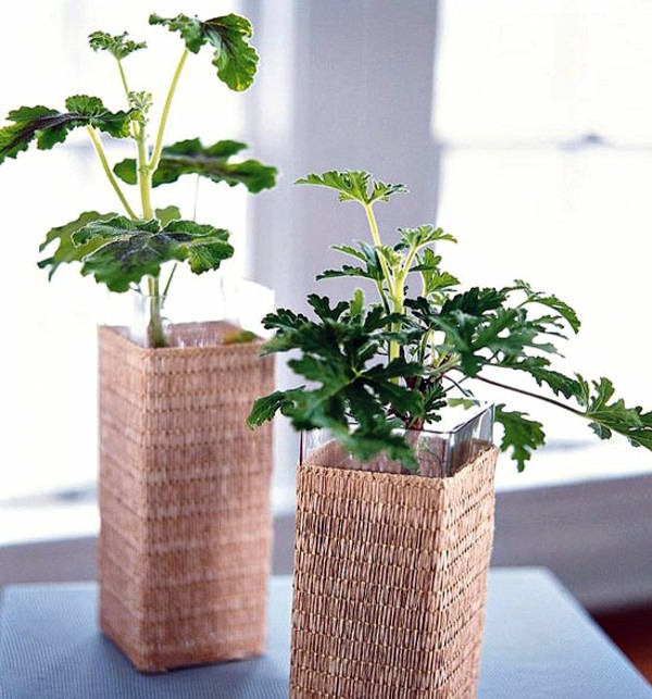 Houseplants that need little light Avso