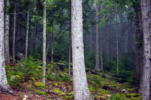 Landscape architecture and design with sustainably harvested timber from Maine Landscape architecture and design with sustainably harvested timber from Maine