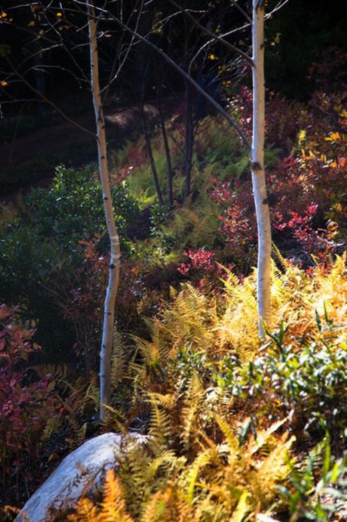 Landscape architecture and design with sustainably harvested timber from Maine Landscape architecture and design with sustainably harvested timber from Maine