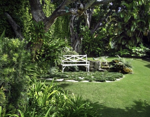 Make shade garden with tropical plants Make shade garden with tropical plants