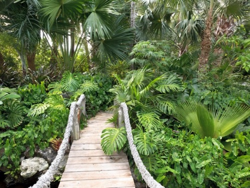 Make shade garden with tropical plants Make shade garden with tropical plants