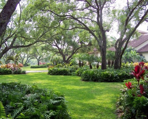 Make shade garden with tropical plants Make shade garden with tropical plants
