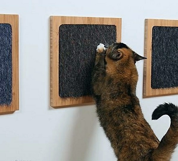 Modern accessories for your pets Modern accessories for your pets