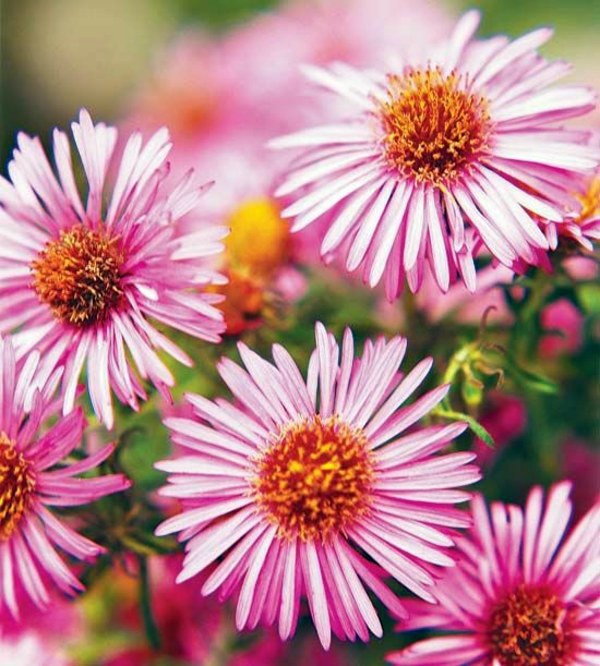 Garden design ideas for the upcoming fall season
