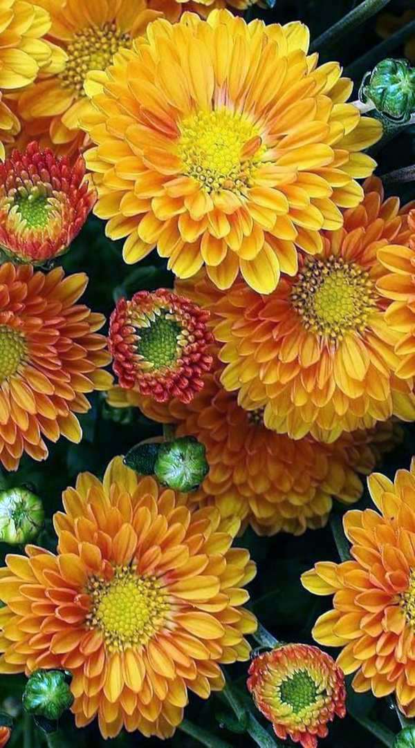 Garden design ideas for the upcoming fall season