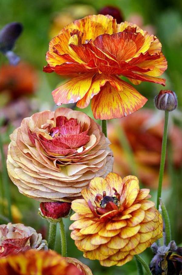 Garden design ideas for the upcoming fall season